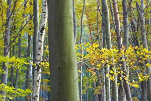 Images Dated 23rd January 2015: Autumn trees, Saxon Switzerland, Germany