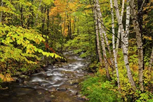Placid Prints: Autumn trees along the shore of Moose Creek, Moose Creek State Park, New Hampshire, USA