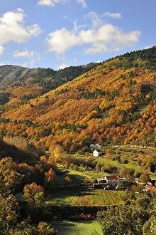 Beech Trees Prints: Autumn in the valley of Zezere river. Serra da Estrela Nature Park, Portugal