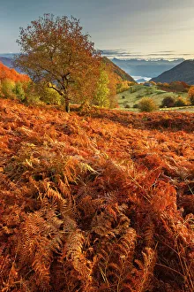 Fern Prints: Autumn view of Piano delle Alpi with red ferns