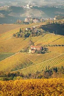 Harvest Prints: Autumn vineyard landscape Serralunga d'Alba Piedmont, Italy
