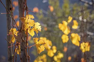 Oberwesel Prints: Autumn vineyard above Oberwesel, Middle Rhine Valley, Rhineland-Palatinate, Germany