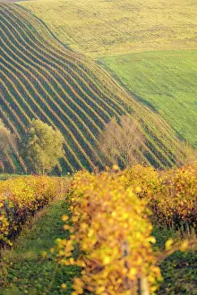 Rolling Prints: Autumn vineyard rows on hillside