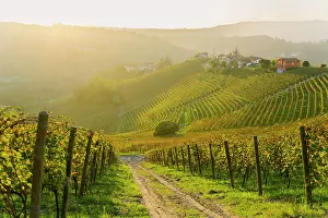 Harvest Prints: Autumn vineyards in Langhe, Piedmont, Italy