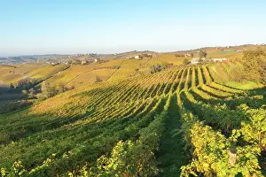 Harvest Prints: Autumn vineyards in Monferrato, Piedmont, Italy