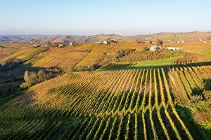 Harvest Prints: Autumn vineyards in Monferrato, Piedmont, Italy