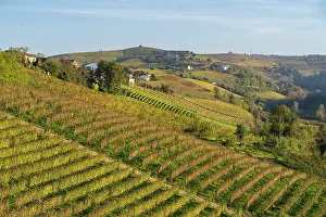 Grapes Prints: Autumn vineyards in Monferrato, Piedmont, Itlay