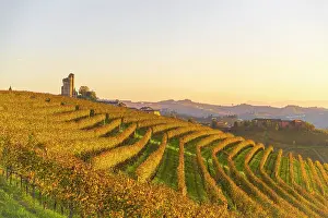 Harvest Prints: Autumn vineyards near Grinzane Cavour castle, Langhe, Piedmont. italy