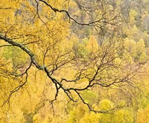Abstract Gallery: Autumn wood, Cairngorms National Park, Highlands, Scotland, UK
