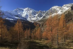 Images Dated 4th July 2016: Autumn wood or larchers with Monte Rosa in the background, Valle Anzasca, Verbano