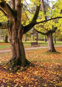 Bench Prints: Autumn in Woodland Gardens of Bushy Park, London, England