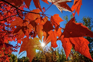 Intimate Landscape Prints: Autumn woodland- red maple leaves and sunstar, Greter Sudbury, Ontario, Canada