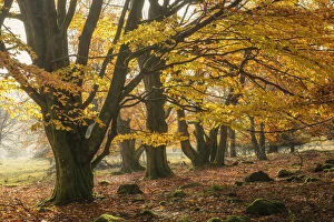 Autumnal beech trees at Unesco Biosphere reserve Rhoen, Rhoen, Bavaria, Germany