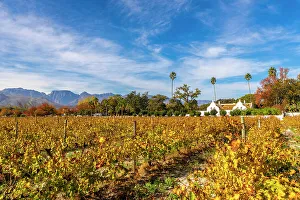 Gable Prints: Autumnal Colours at Allee Bleue Vineyard, Franschhoek, Western Cape Province, South Africa