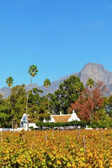 Gable Prints: Autumnal Colours at Allee Bleue Vineyard, Franschhoek, Western Cape Province, South Africa