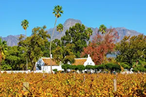 Gable Prints: Autumnal Colours at Allee Bleue Vineyard, Franschhoek, Western Cape Province, South Africa