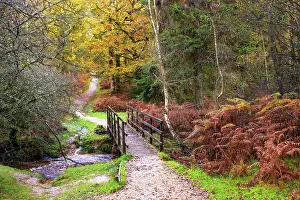 Hampshire Prints: Autumnal colours in Bolderwood, New Forest National Park, Hampshire, England