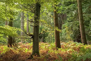 Autumnal Colours Prints: Autumnal colours near Rhinefield Ornamental Drive in the New Forest National Park