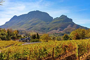 Autumnal Colours Prints: Autumnal Colours on Vineyard, Stellenbosch, Western Cape Province, South Africa
