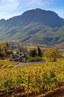 Autumnal Colours Prints: Autumnal Colours on Vineyard, Stellenbosch, Western Cape Province, South Africa