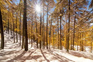 Larix Prints: Autumnal landscape with yellow larix and first snow from Ables