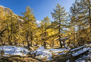 Autumnal larch forest in the Kodnitztal, Kals am Groszglockner, East Tyrol, Tyrol, Austria Autumnal larch forest in the Kodnitztal, Kals am Groszglockner, East Tyrol, Tyrol, Austria
