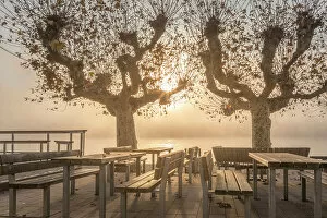 Romantic Gallery: Autumnal morning mist on the banks of the Rhine in Eltville, Rheingau, Hesse, Germany