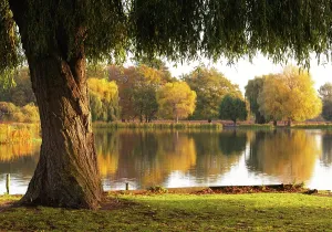 Ponds Prints: Autumnal reflections in Bushy Park, London, England