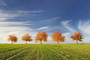 Cherry Tree Prints: Autumnal tree-lined cherry trees through cultivated landscape, Thuringia, Germany, Europe