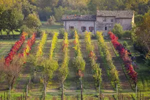Autumnal view of the countryside and vineyards near Levizzano Rangone