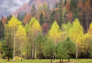 Kranjska Gora Prints: Autumnal woodland, Lake Jasna, near Kranjska Gora, Slovenia