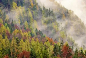 Kranjska Gora Prints: Autumnal woodland and mist, Lake Jasna, near Kranjska Gora, Slovenia