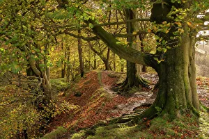 Autumnal woodland in Scaleber Wood, Yorkshire Dales National Park, Skipton, North Yorkshire, England. Autumn (November) 2022
