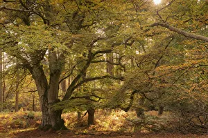 Autumnal woodland scene at Bolderwood, New Forest National Park, Hampshire, England