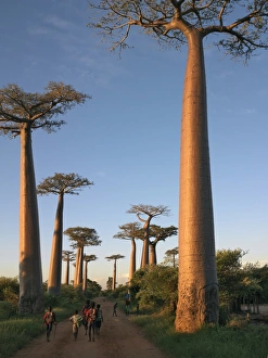 Adansonia Gallery: The Avenue of Baobabs