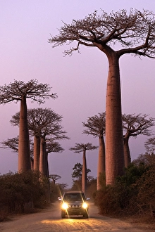 Madagascar Prints: Avenue of the Baobabs, Morondava, Madagascar