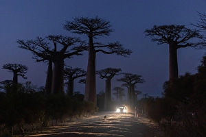 Madagascar Prints: Avenue of the Baobabs, Morondava, Madagascar