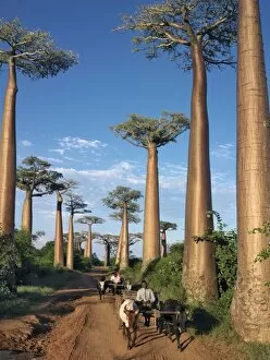 The Avenue of Baobabs with ox-drawn carts