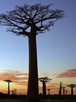 Images Dated 9th May 2007: The Avenue of Baobabs at sunrise