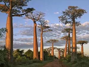 Images Dated 8th May 2007: The Avenue of Baobabs at sunrise