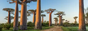 Images Dated 15th April 2015: Avenue of the Baobabs (UNESCO World Heritage site), Madagascar