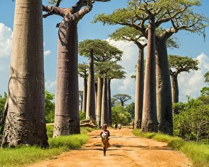 High Gallery: Avenue of the Baobabs (UNESCO World Heritage site), Madagascar