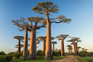 Images Dated 29th November 2016: Avenue of the Baobabs (UNESCO World Heritage site), Madagascar
