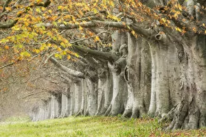 Images Dated 11th December 2020: Avenue of beech (fagus sylvatica) in autumn, Kingston Lacy, Wimborne, Dorset, England