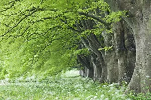 Trunks Prints: Avenue of beech (fagus sylvatica) in spring, Kingston Lacy, Wimborne, Dorset, England
