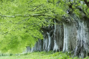 Avenue of beech (fagus sylvatica) in spring, Kingston Lacy, Wimborne, Dorset, England