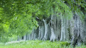 Avenue Gallery: Avenue of beech (fagus sylvatica) in summer, Kingston Lacy, Wimborne, Dorset, England
