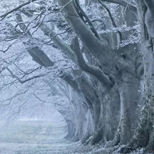 Avenue Gallery: Avenue of beech (fagus sylvatica) in winter, Kingston Lacy, Wimborne, Dorset, England