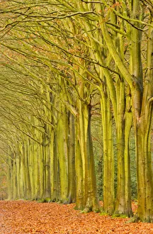 Beech Prints: Avenue of Beech Trees in Late Autumn, Felbrigg Estate, Norfolk, England