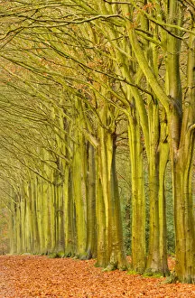 Avenue Gallery: Avenue of Beech Trees in Late Autumn, Felbrigg Estate, Norfolk, England